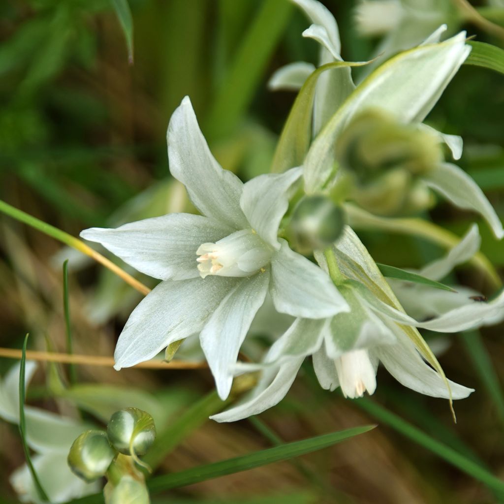 Scille de Sibérie - Scilla siberica Alba