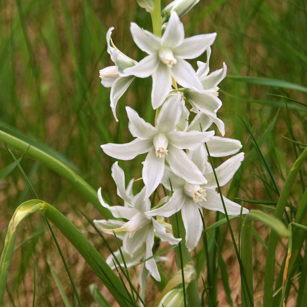 Scille de Sibérie - Scilla siberica Alba