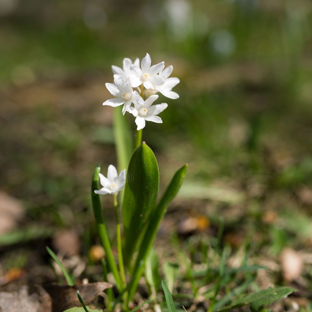 Scille de Sibérie - Scilla siberica Alba