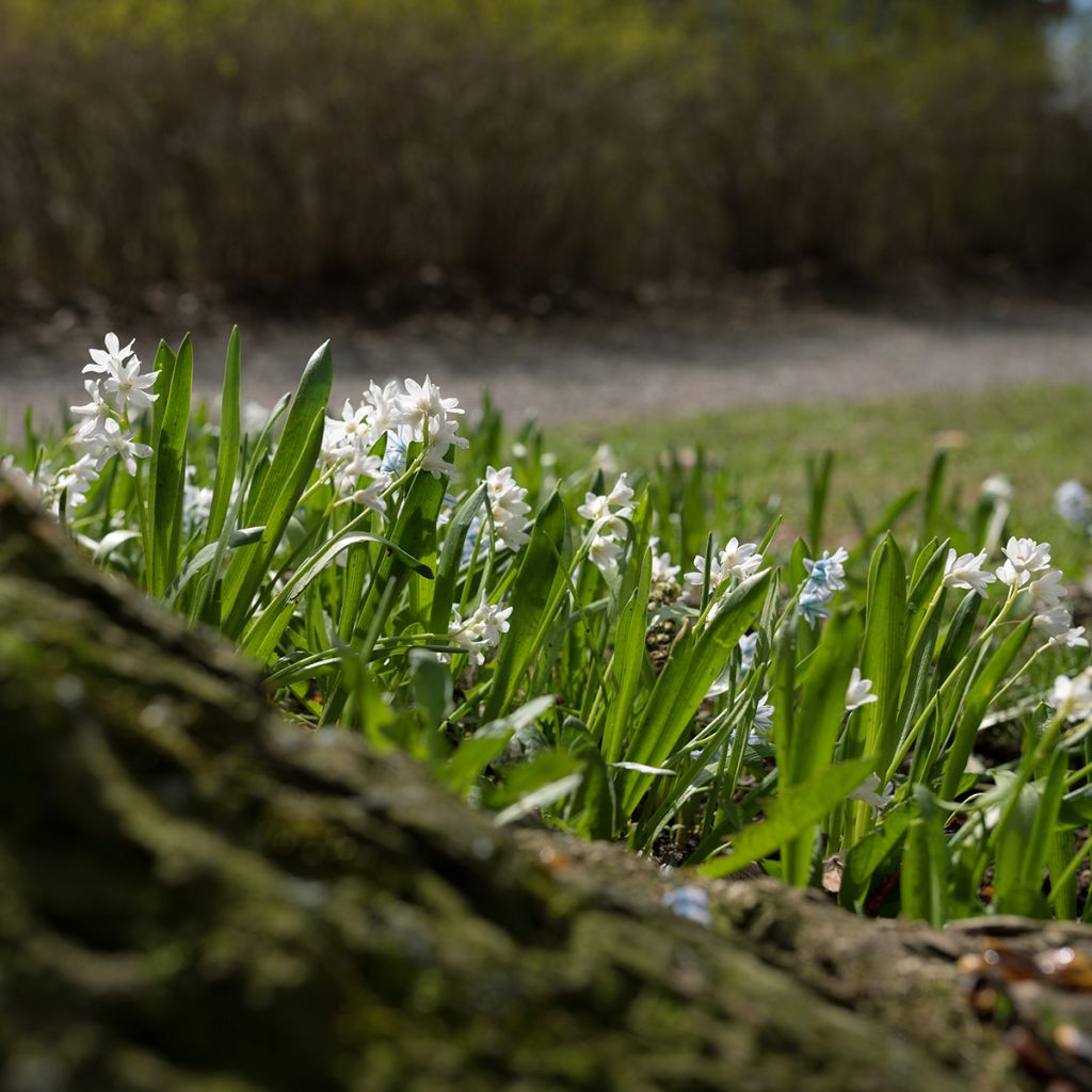 Scille de Sibérie - Scilla siberica Alba