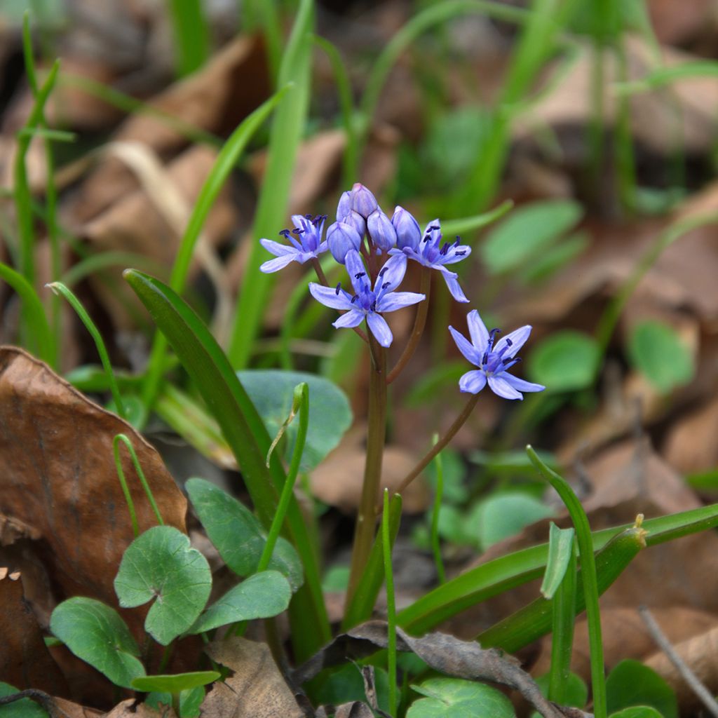 Scille de Sibérie - Scilla siberica Spring Beauty