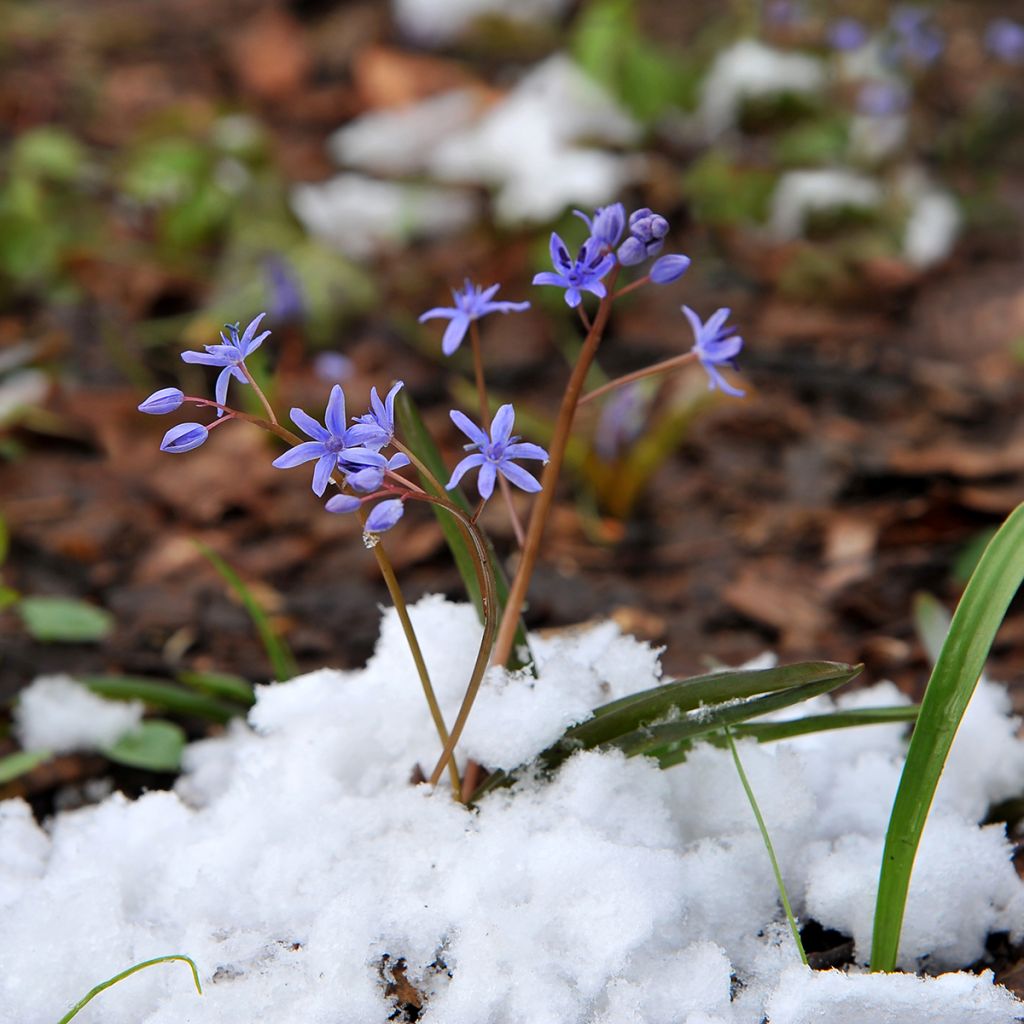 Scille de Sibérie - Scilla siberica Spring Beauty