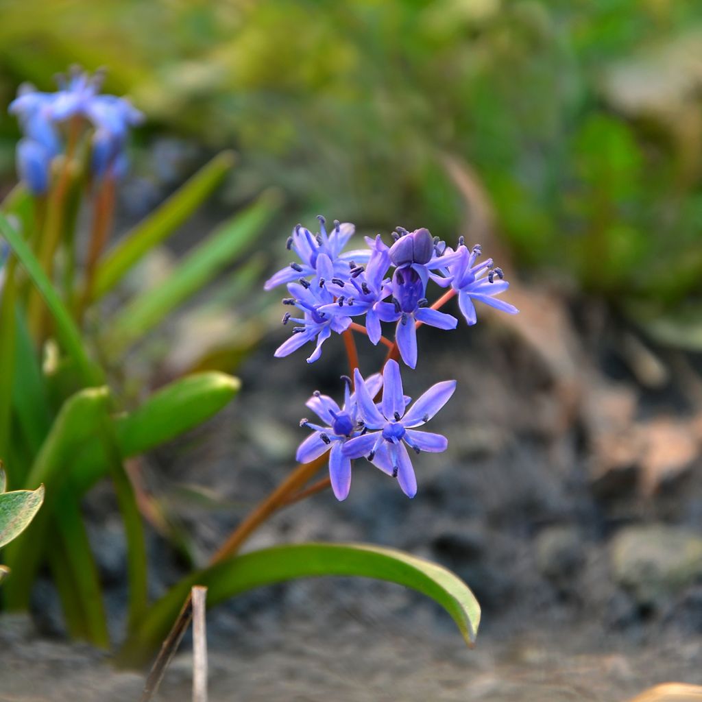 Scille de Sibérie - Scilla siberica Spring Beauty