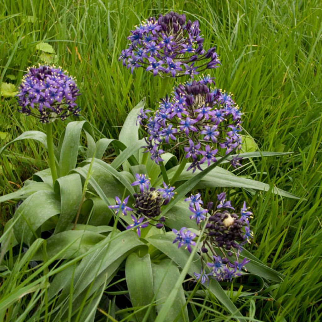 Scille du Pérou - Scilla peruviana