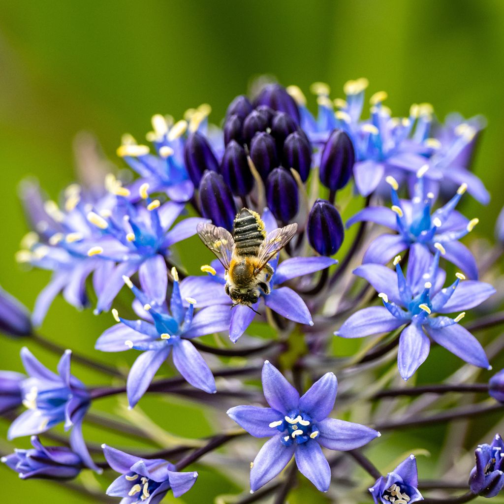 Scille du Pérou - Scilla peruviana