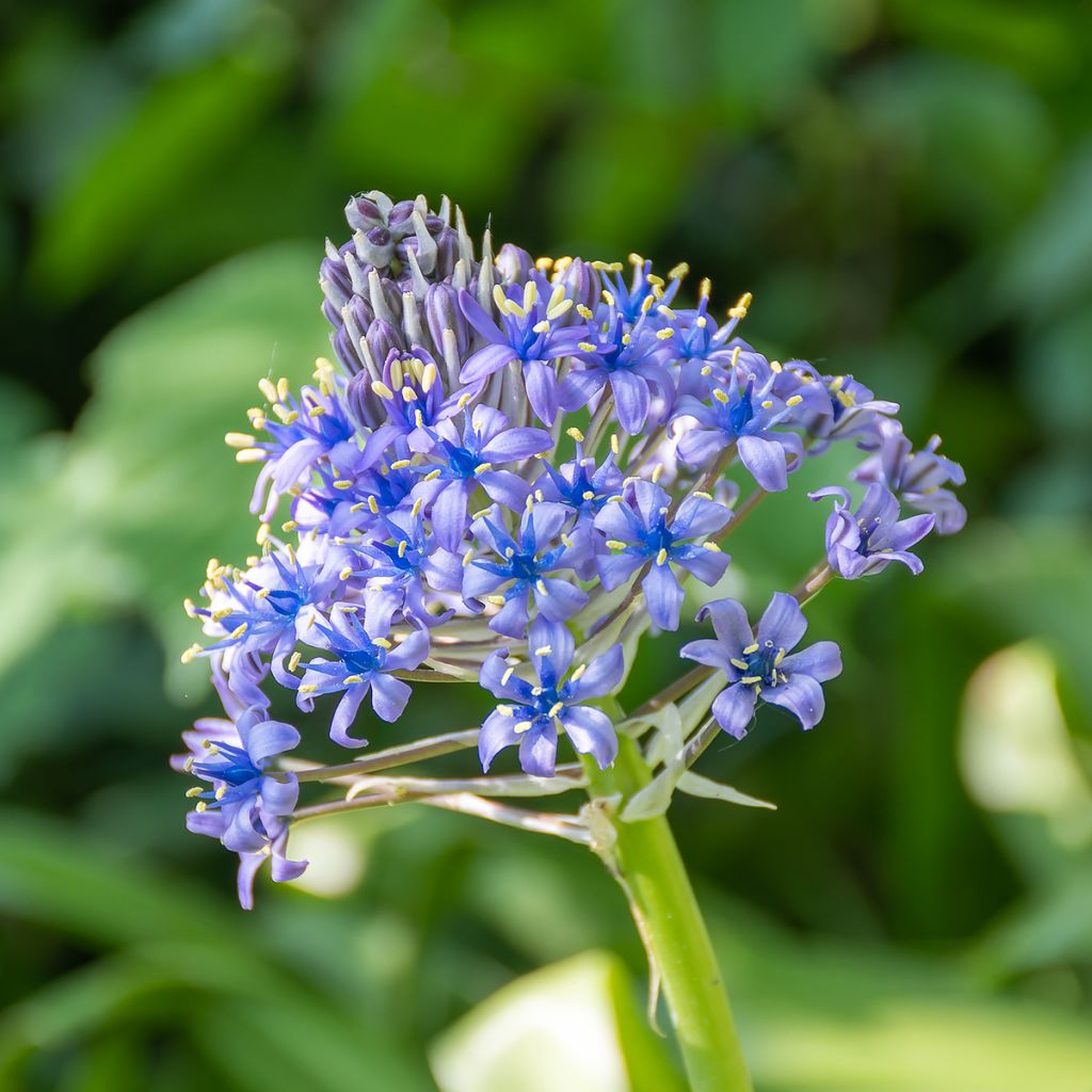 Scille du Pérou - Scilla peruviana