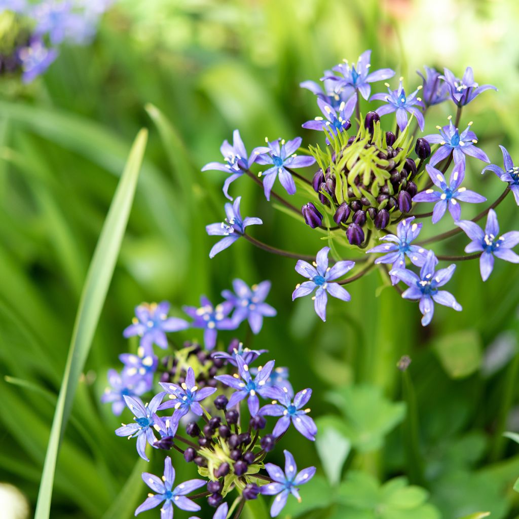 Scille du Pérou - Scilla peruviana