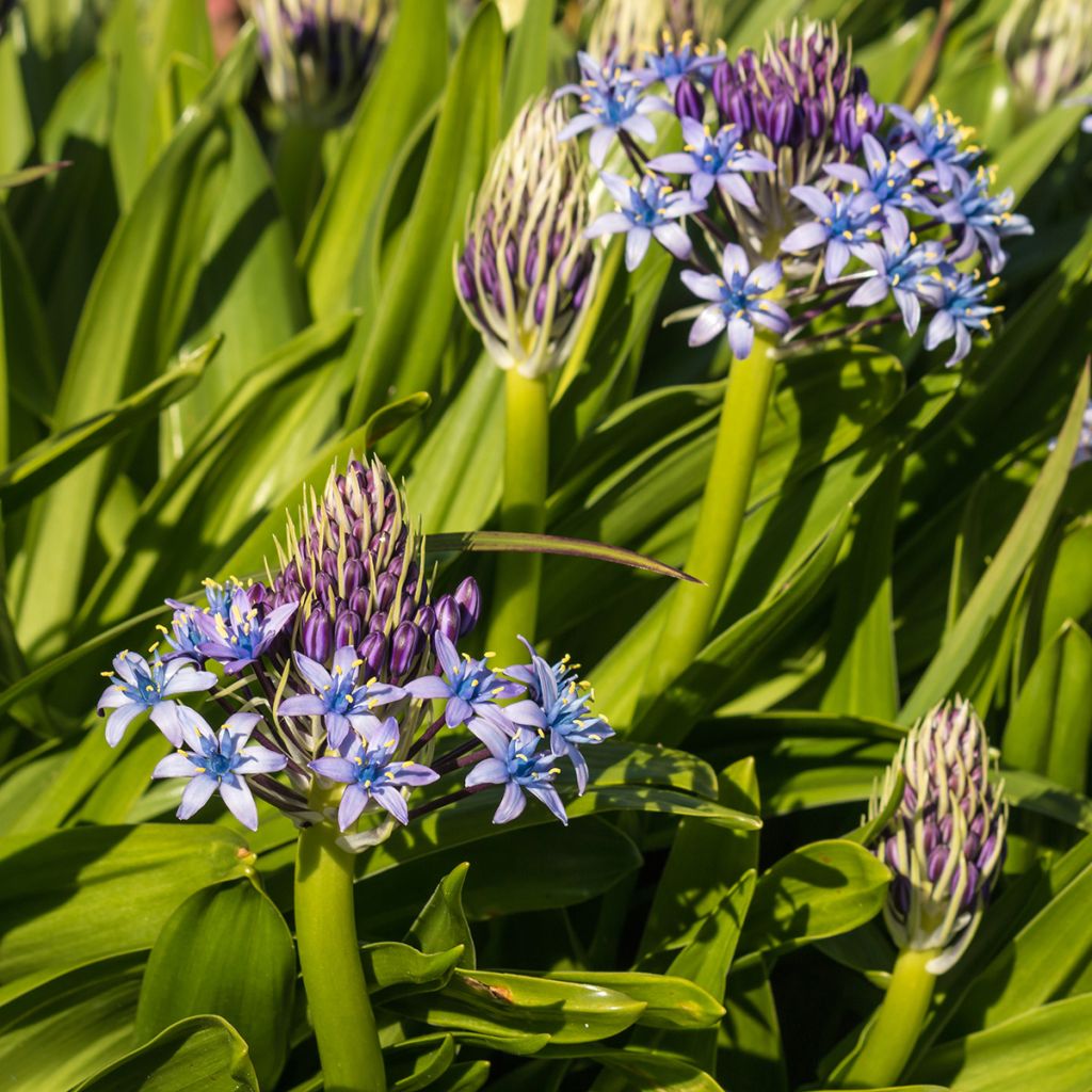 Scille du Pérou - Scilla peruviana