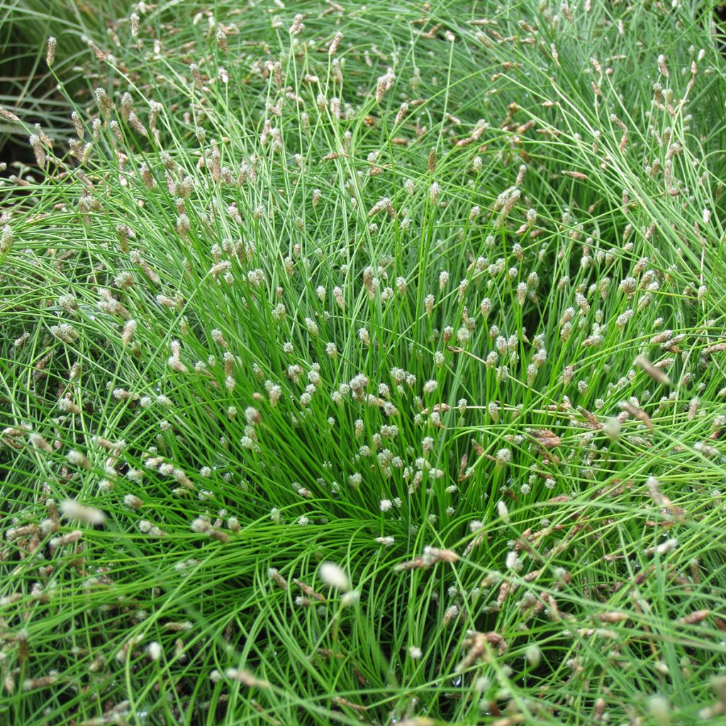 Scirpus cernuus - Souchet penché