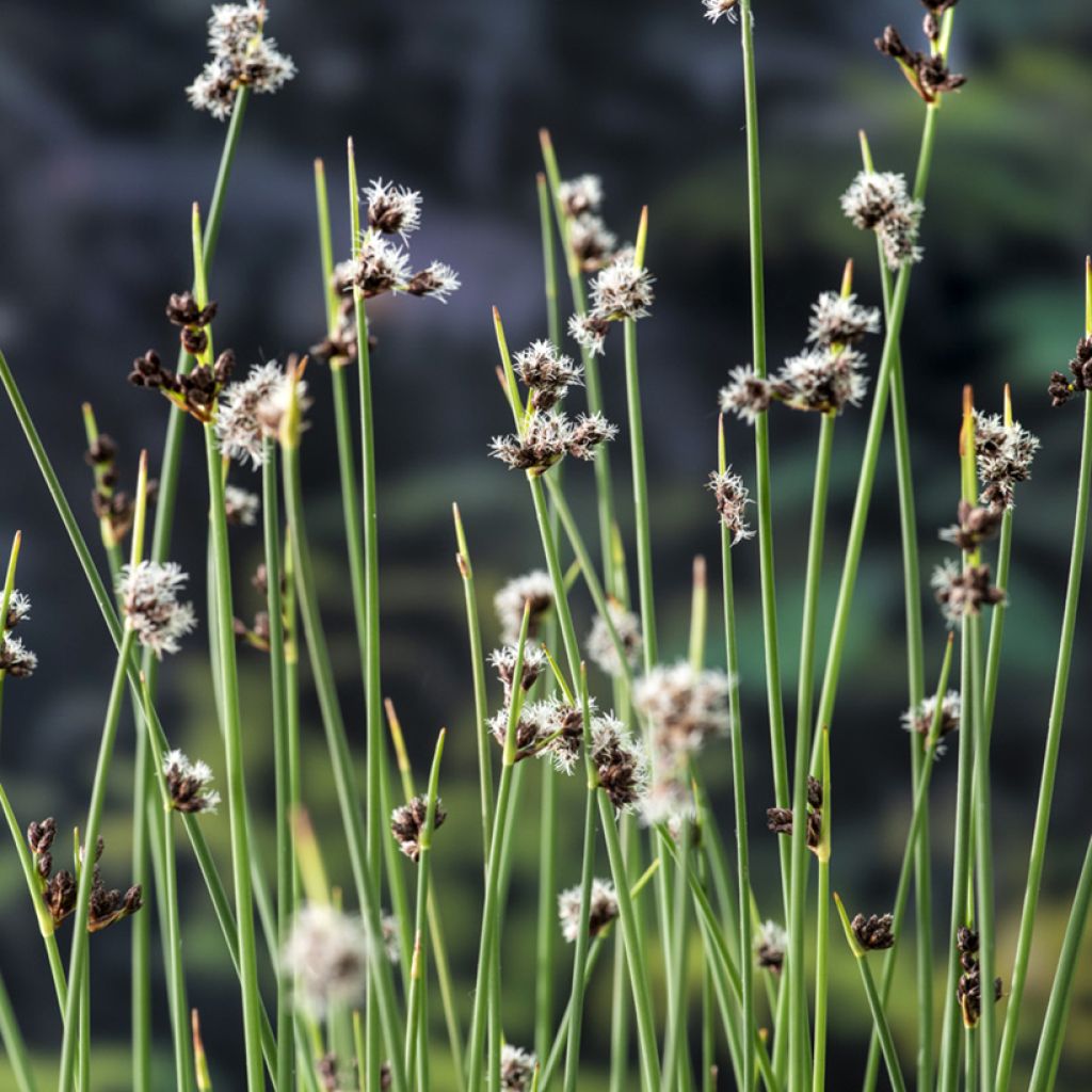 Schoenoplectus lacustris - Jonc des chaisiers