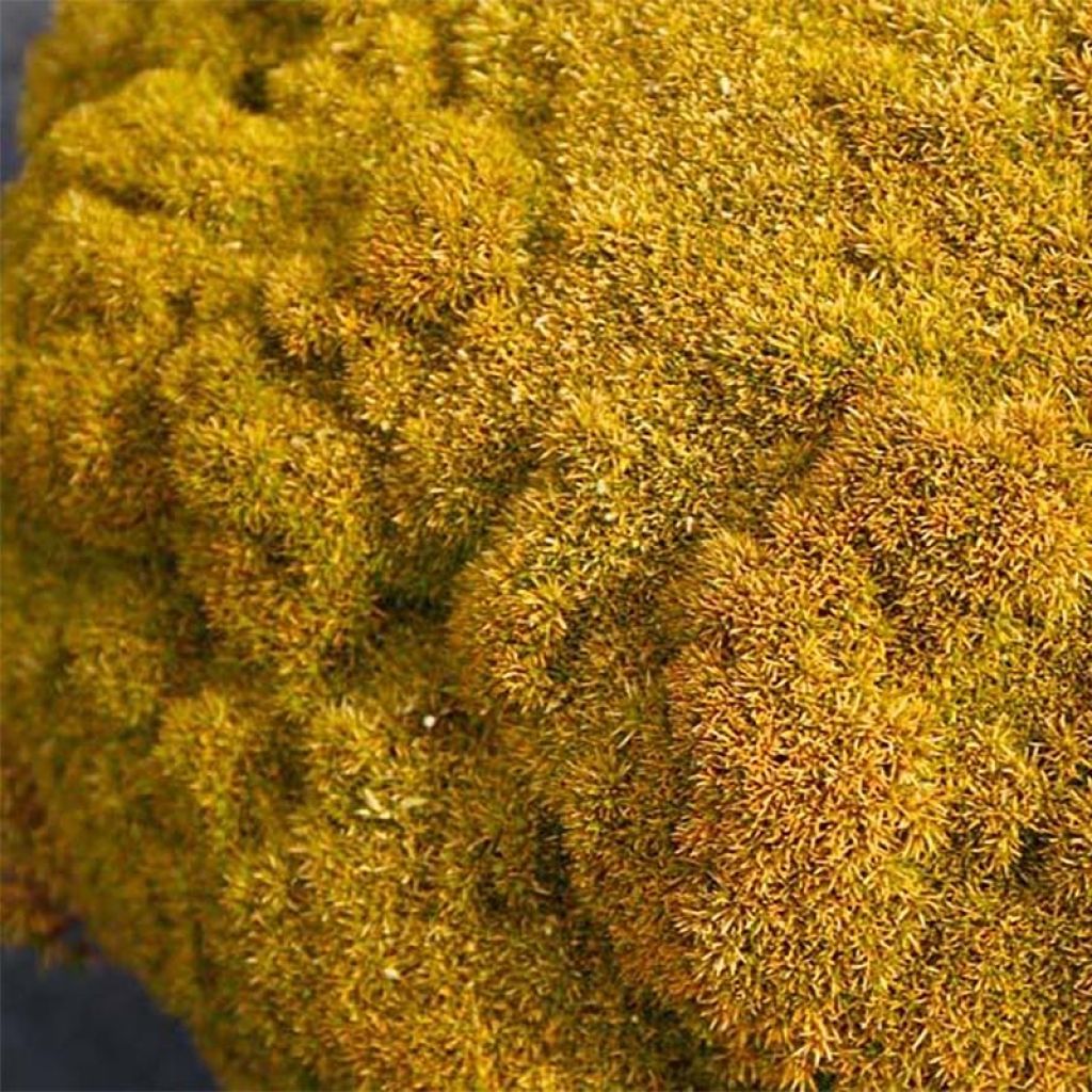 Scleranthus uniflorus Bronze - Scléranthe