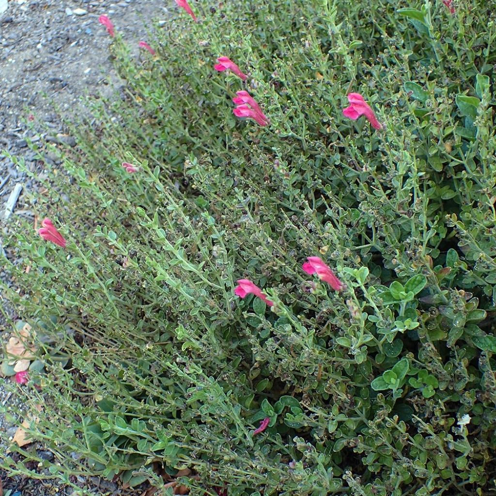 Scutellaria suffrutescens - Scutellaire