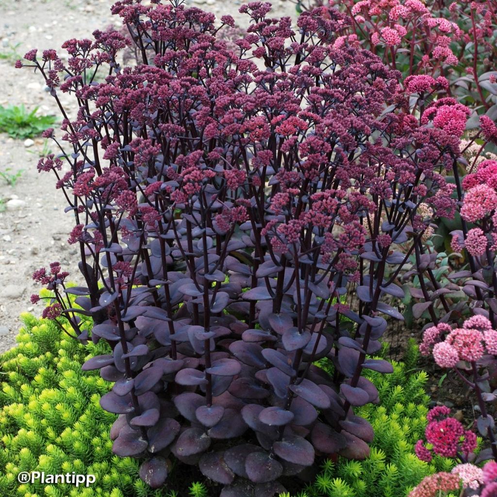 Sedum Sunsparkler Blue Pearl - Orpin