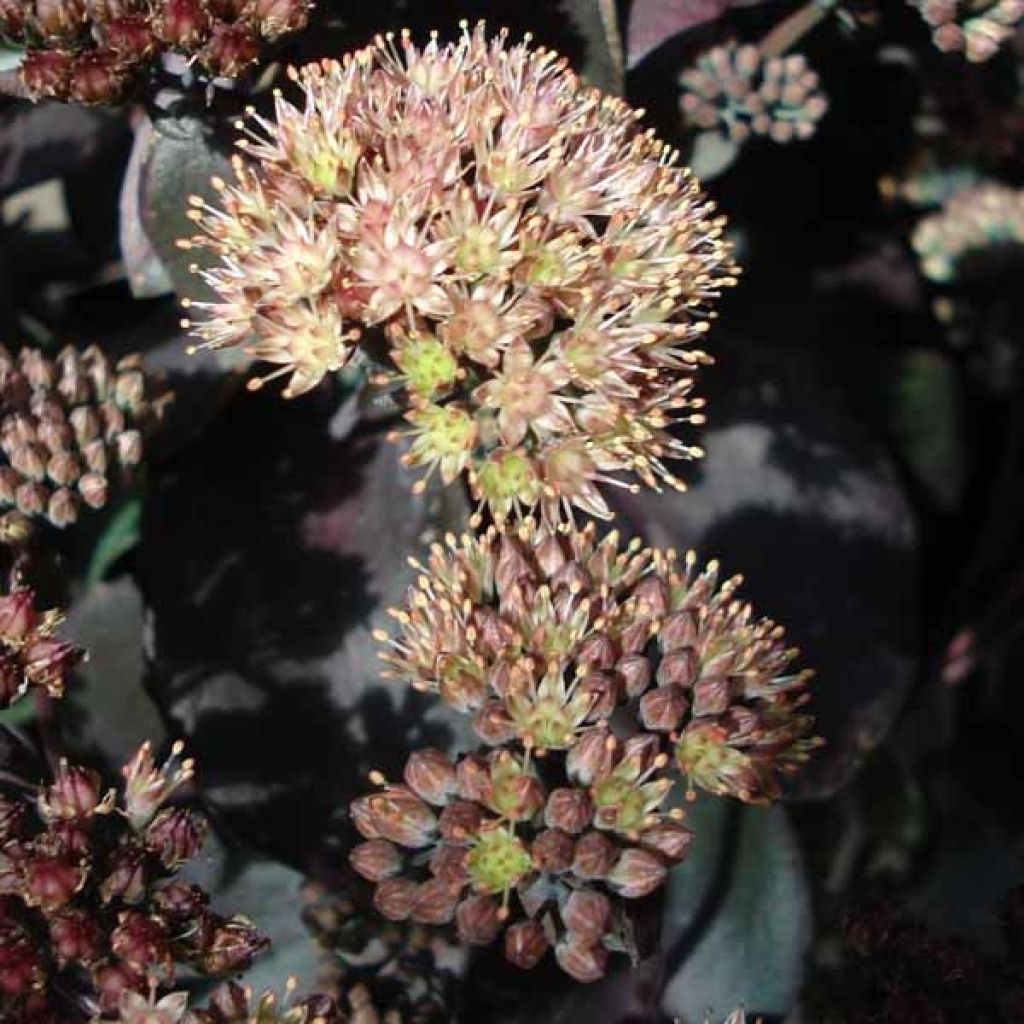 Sedum Chocolate, Orpin