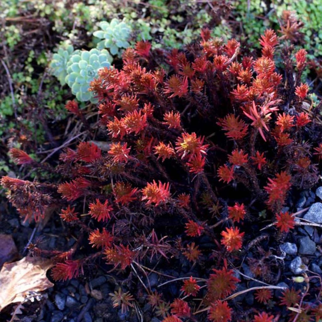 Sedum Chocolate Ball - Orpin