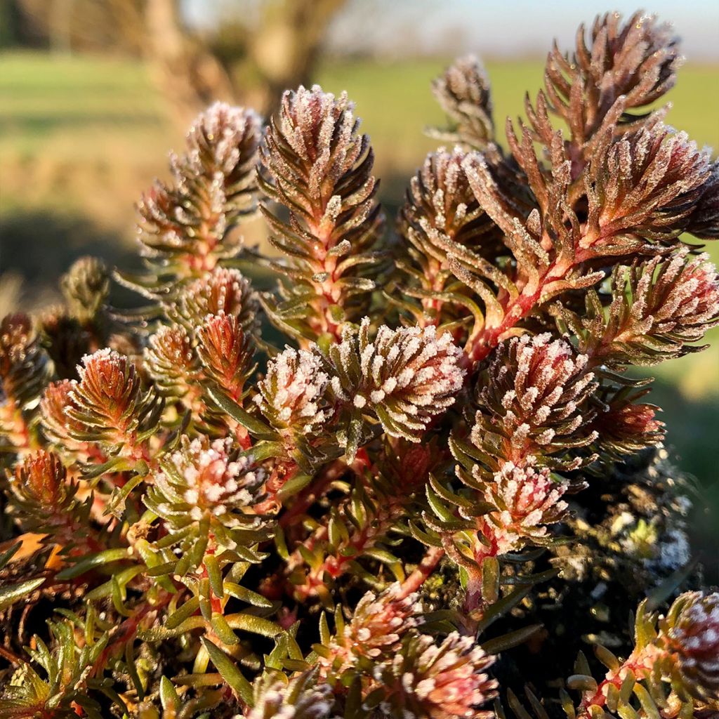 Sedum Chocolate Ball - Orpin