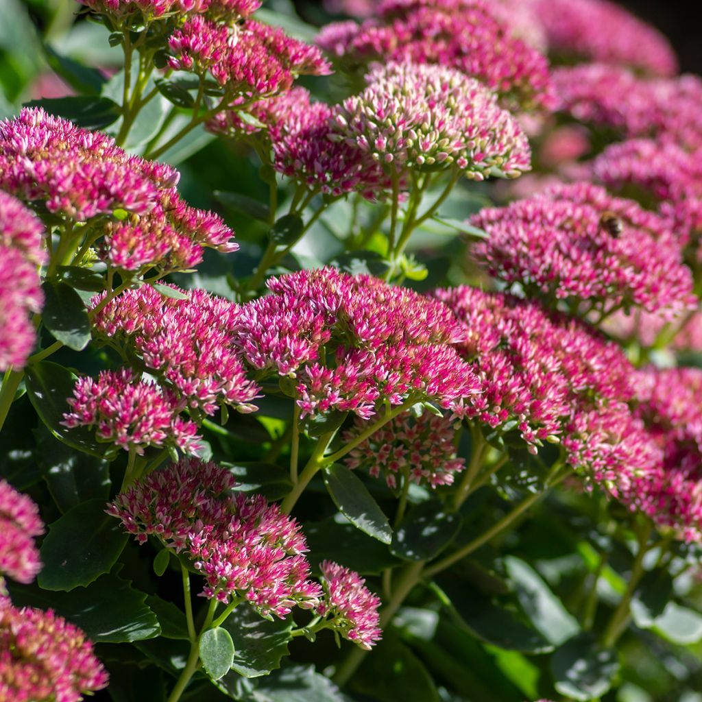 Sedum Herbstfreude ou Autumn Joy 