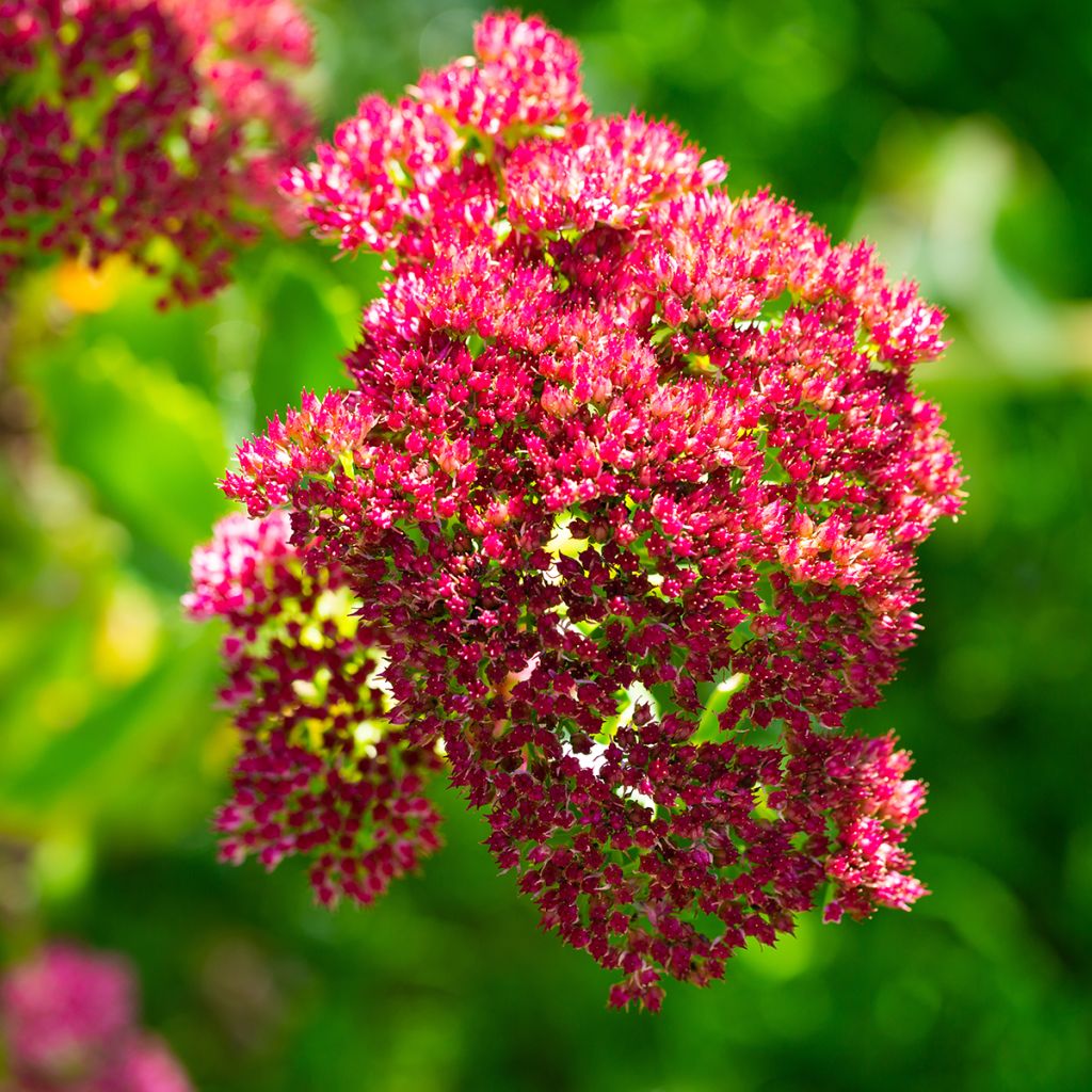 Sedum Herbstfreude ou Autumn Joy 