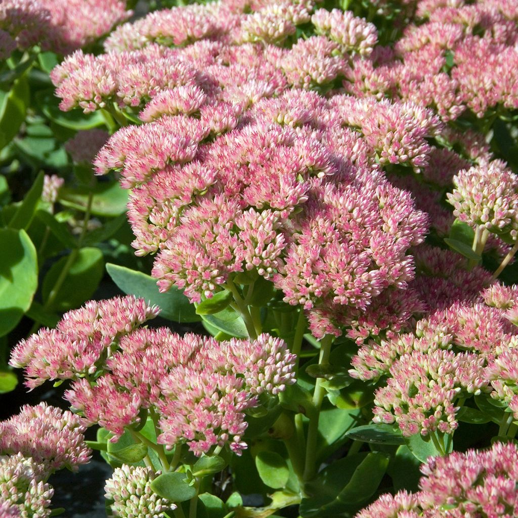 Sedum Herbstfreude ou Autumn Joy 