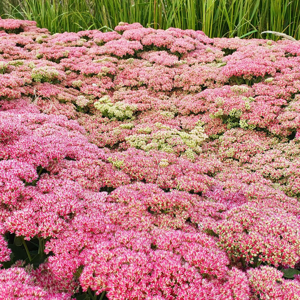 Sedum Herbstfreude ou Autumn Joy 