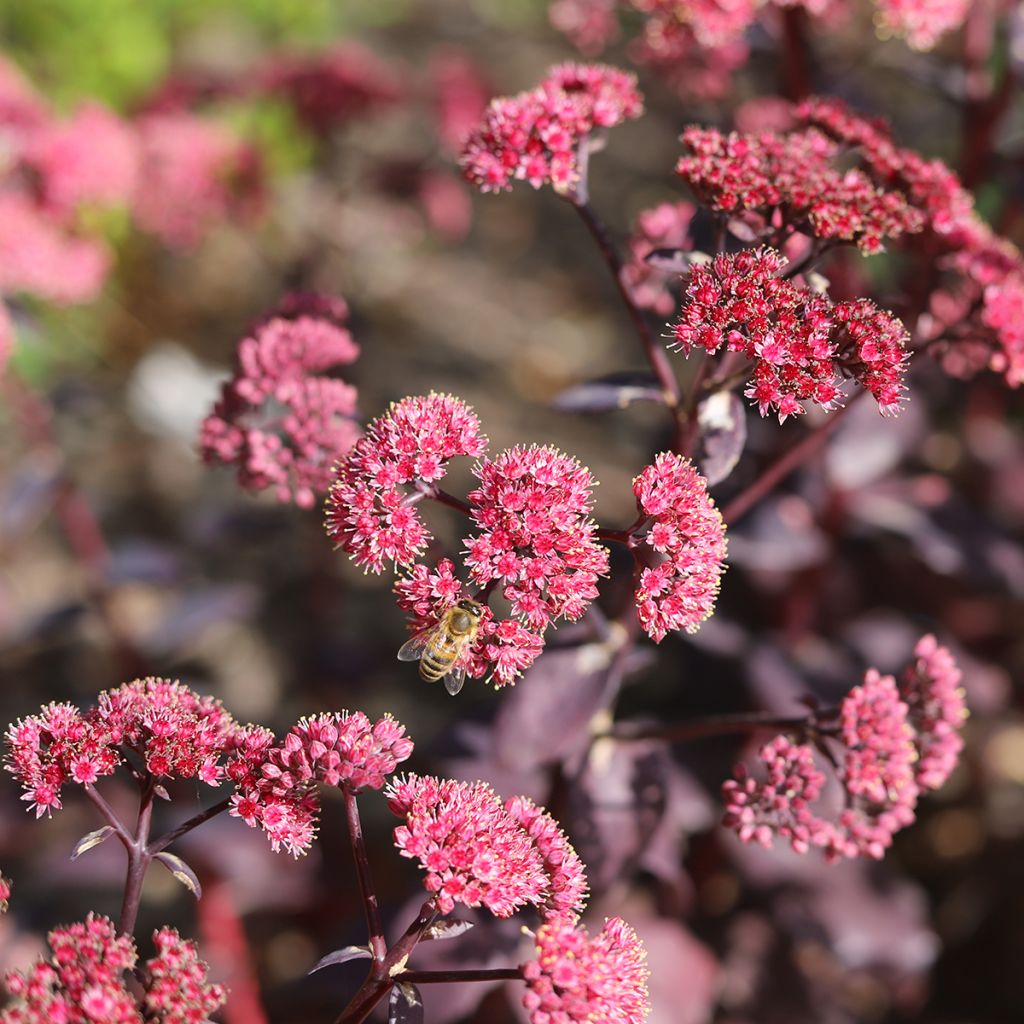 Sedum Mojave Jewels Diamond - Orpin d'automne 