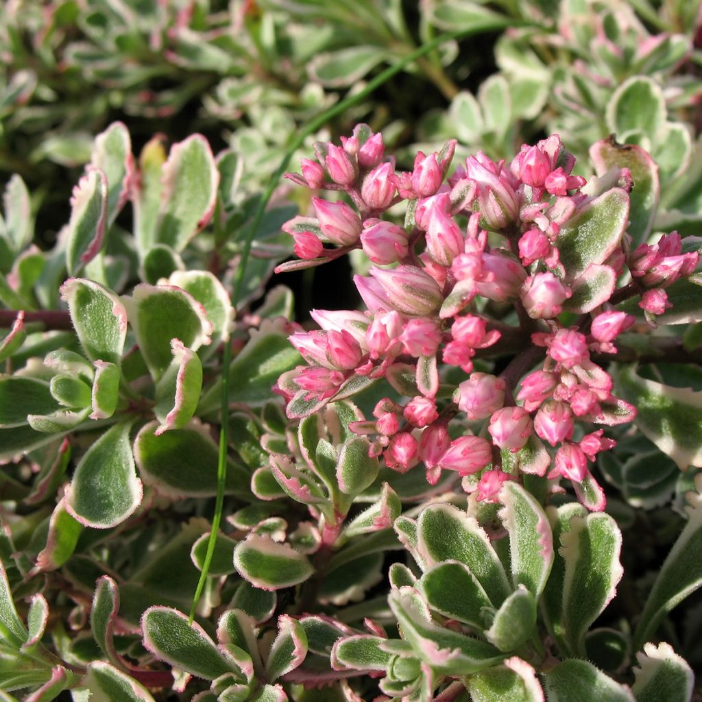 Sedum Pinky - Orpin