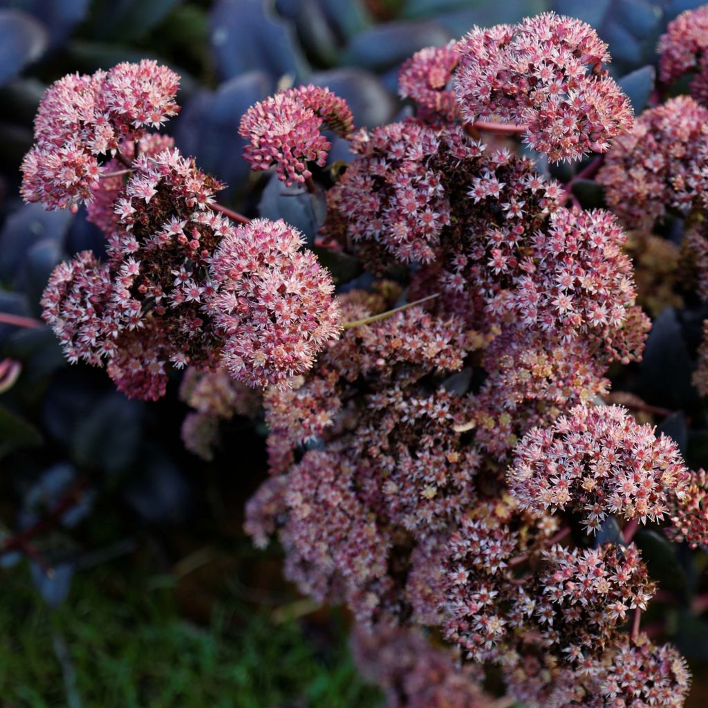 Sedum Purple Emperor - Orpin