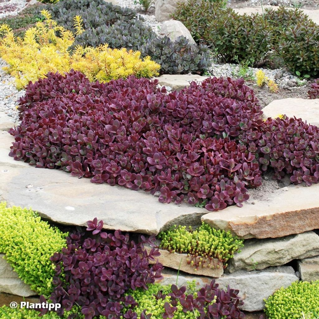 Sedum SUNSPARKLER® Firecracker - Orpin