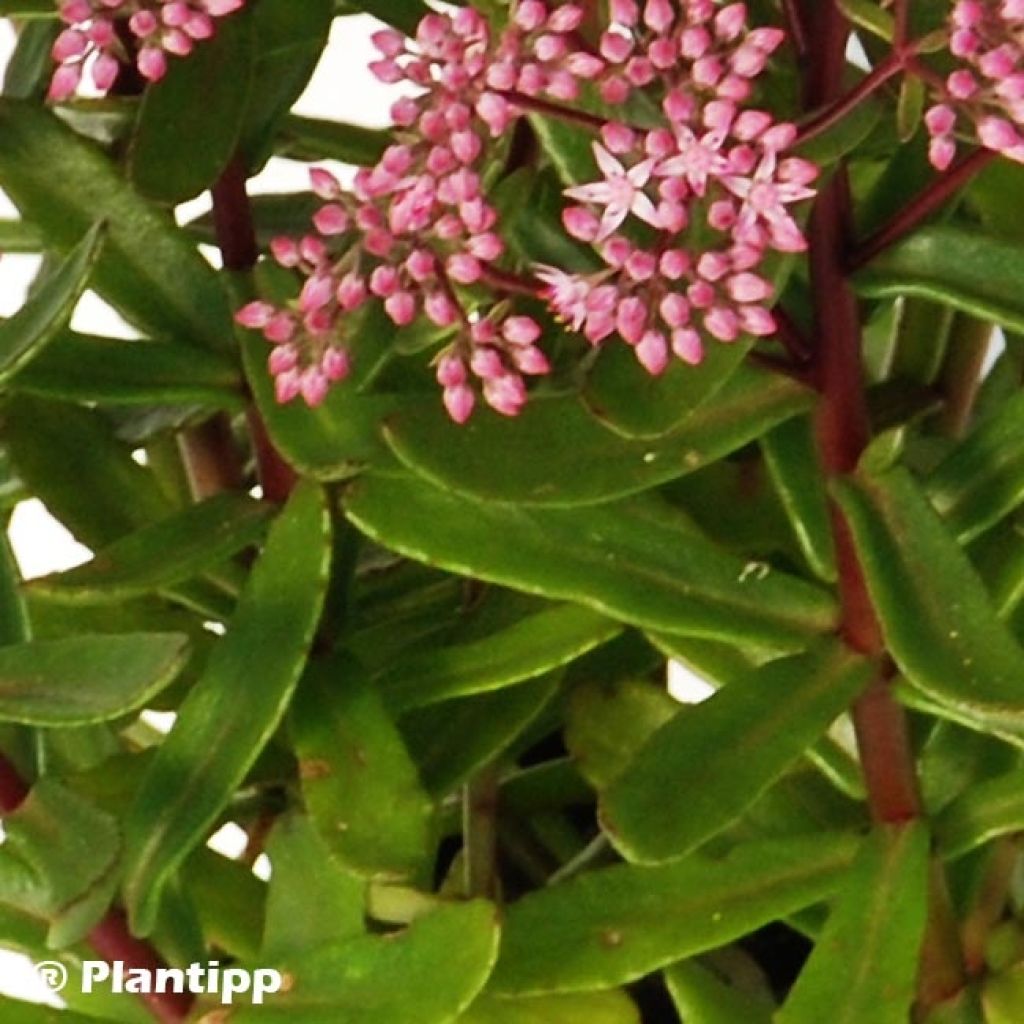 Sedum SUNSPARKLER® Jade Tuffet - Orpin