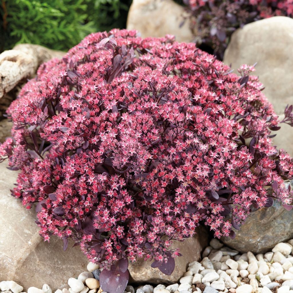 Sedum SUNSPARKLER® Plum Dazzled - Orpin