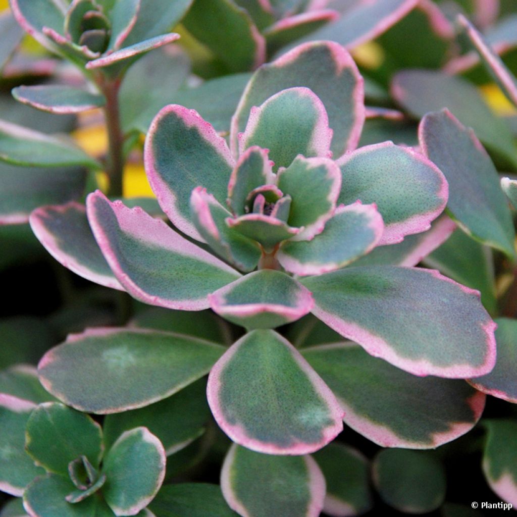 Sedum Sunsparkler Dream Dazzler - Orpin hybride