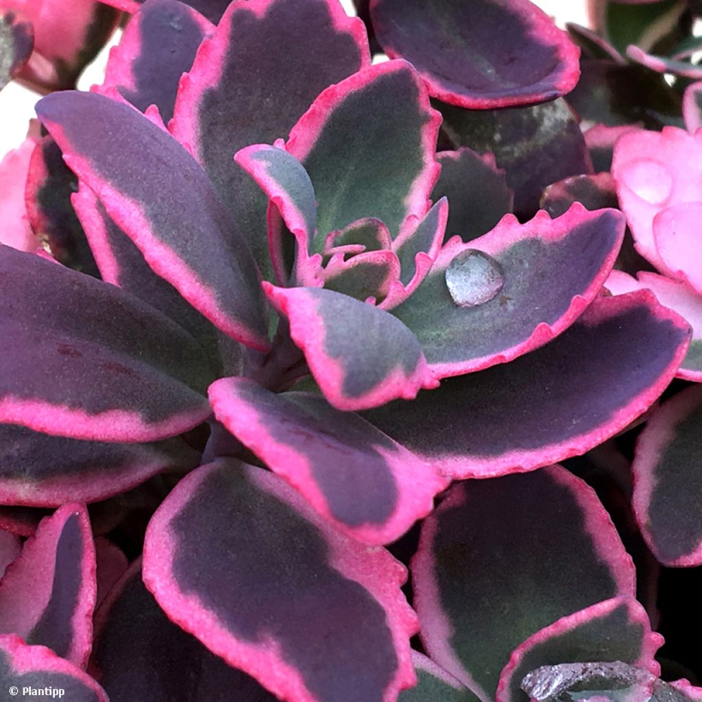 Sedum Sunsparkler Dream Dazzler - Orpin hybride