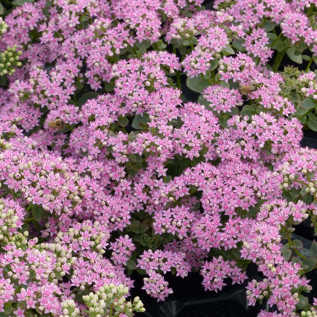 Sedum Sunsparkler Lime Zinger