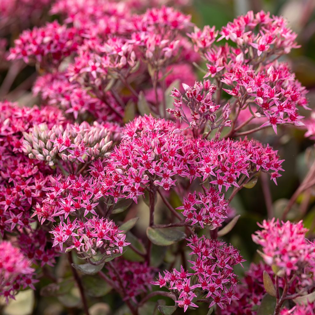 Sedum (Hylotelephium) Thunderhead - Orpin d'automne