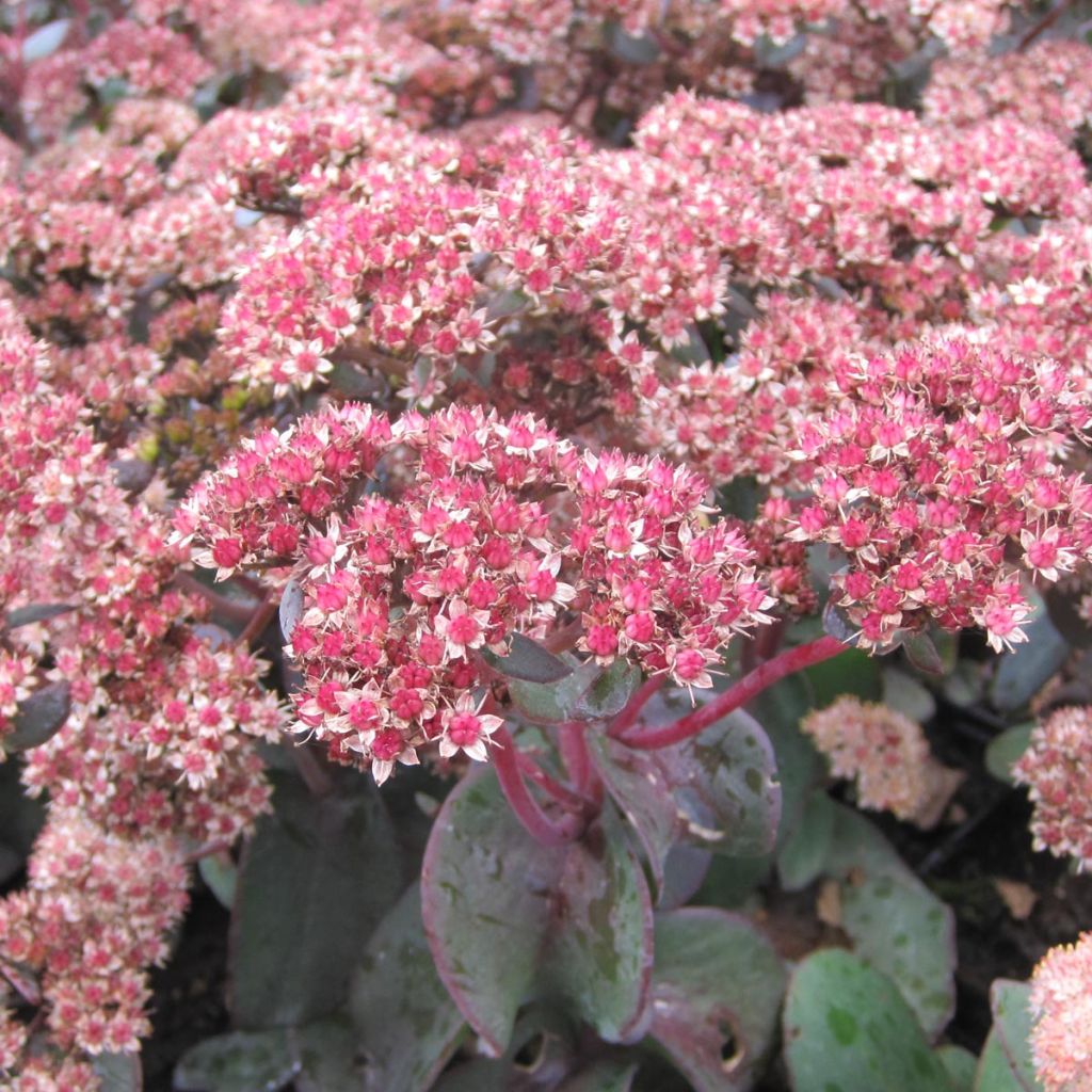 Sedum Yellow Xenox® - Orpin 