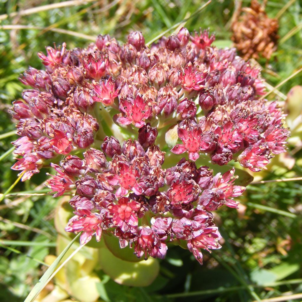 Sedum anacampseros - Orpin des infidèles