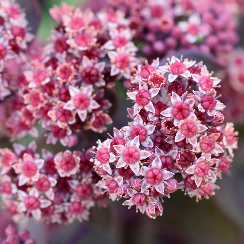 Sedum cauticola Robustum - Orpin