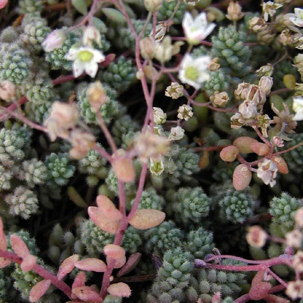 Sedum cyaneum Rosenteppich (Rose carpet) - Orpin de Sakhaline 
