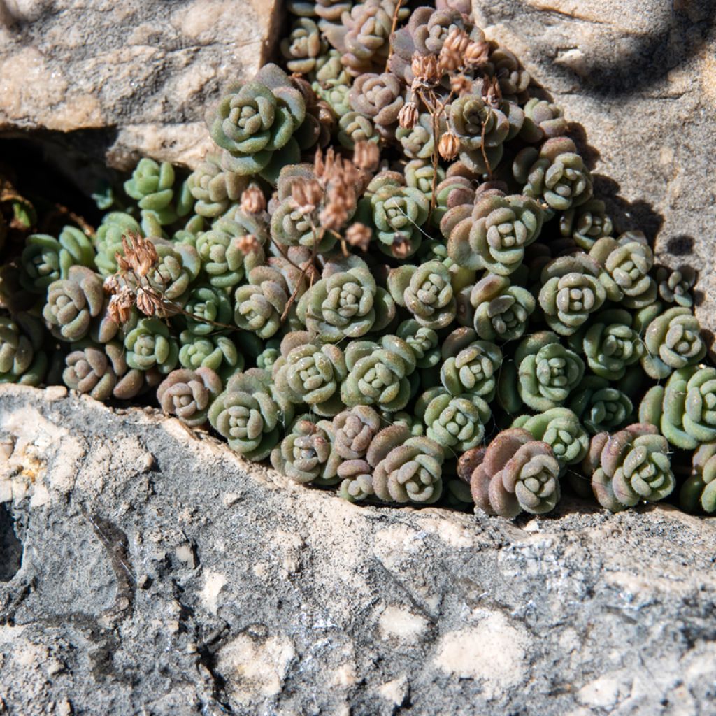 Sedum dasyphyllum - Orpin à feuilles épaisses