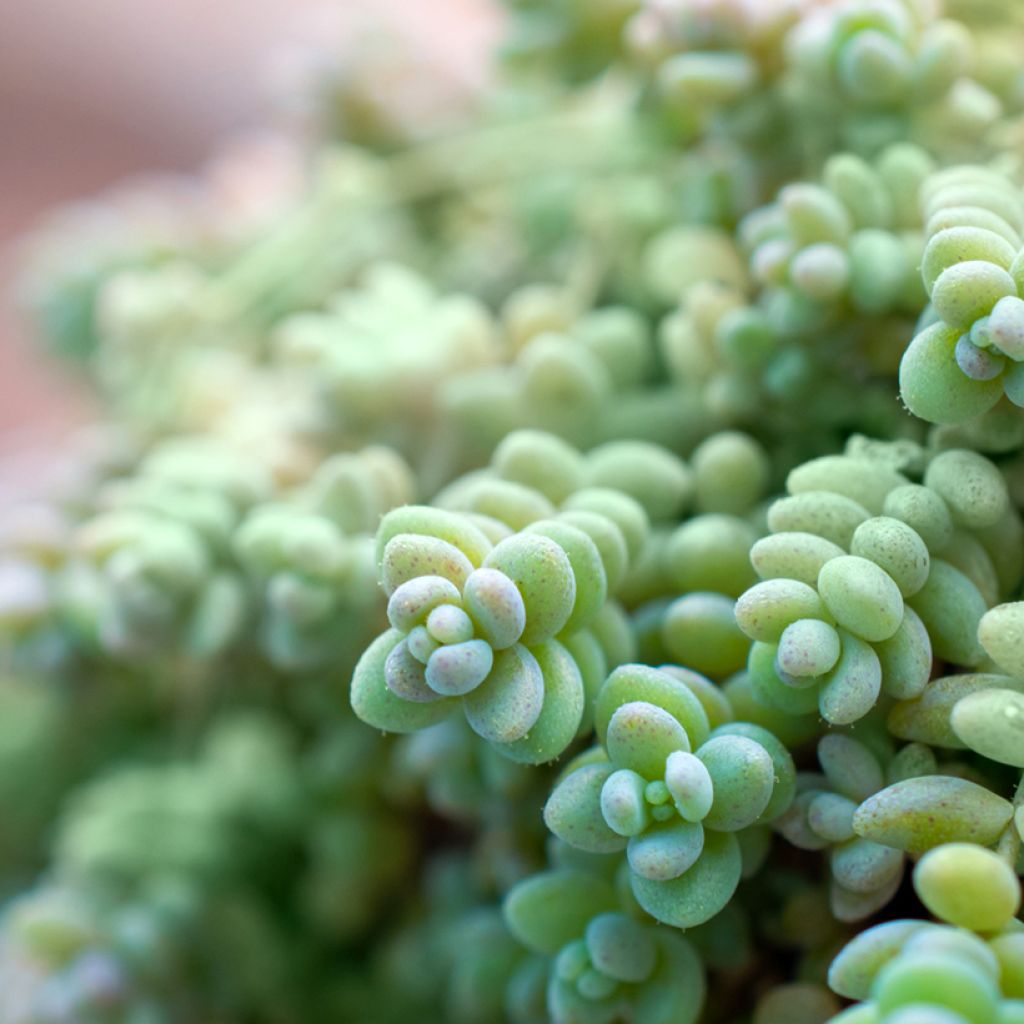 Sedum dasyphyllum - Orpin à feuilles épaisses