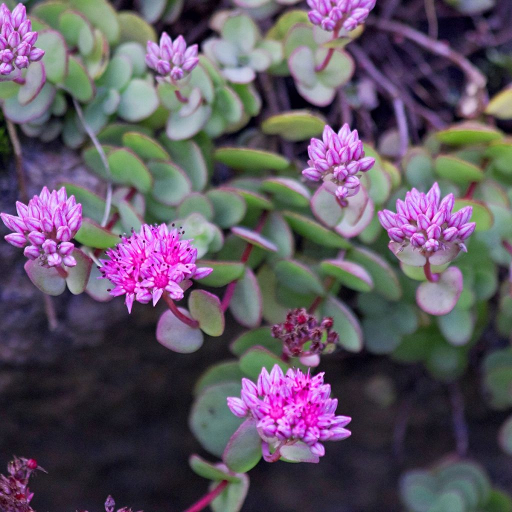 Sedum ou Hylotelephium ewersii Rose - Orpin de l'Himalaya