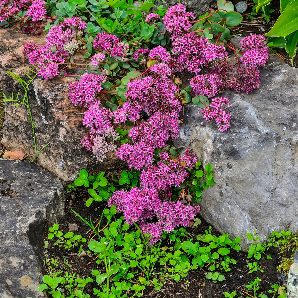 Sedum ou Hylotelephium ewersii Rose - Orpin de l'Himalaya