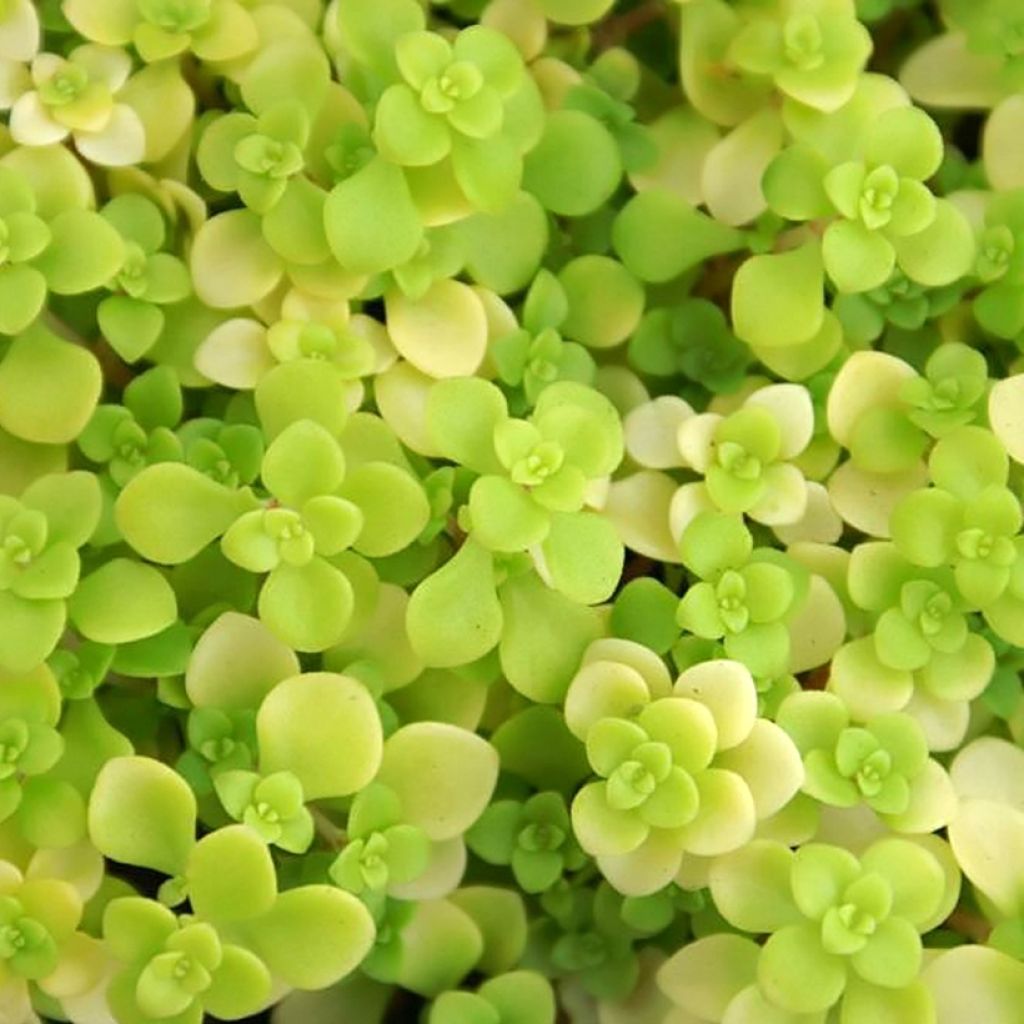 Sedum makinoi Ogon - Orpin