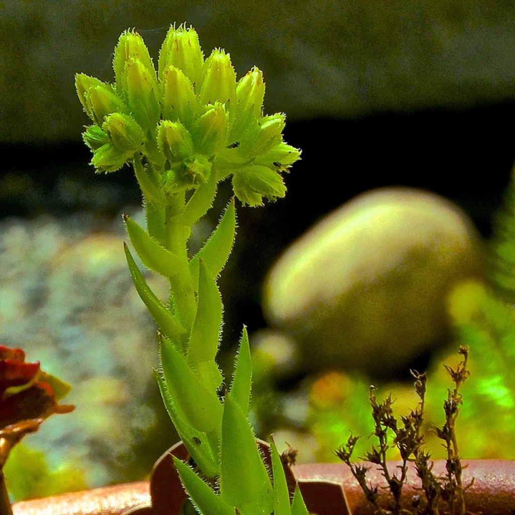 Sedum makinoi Ogon - Orpin