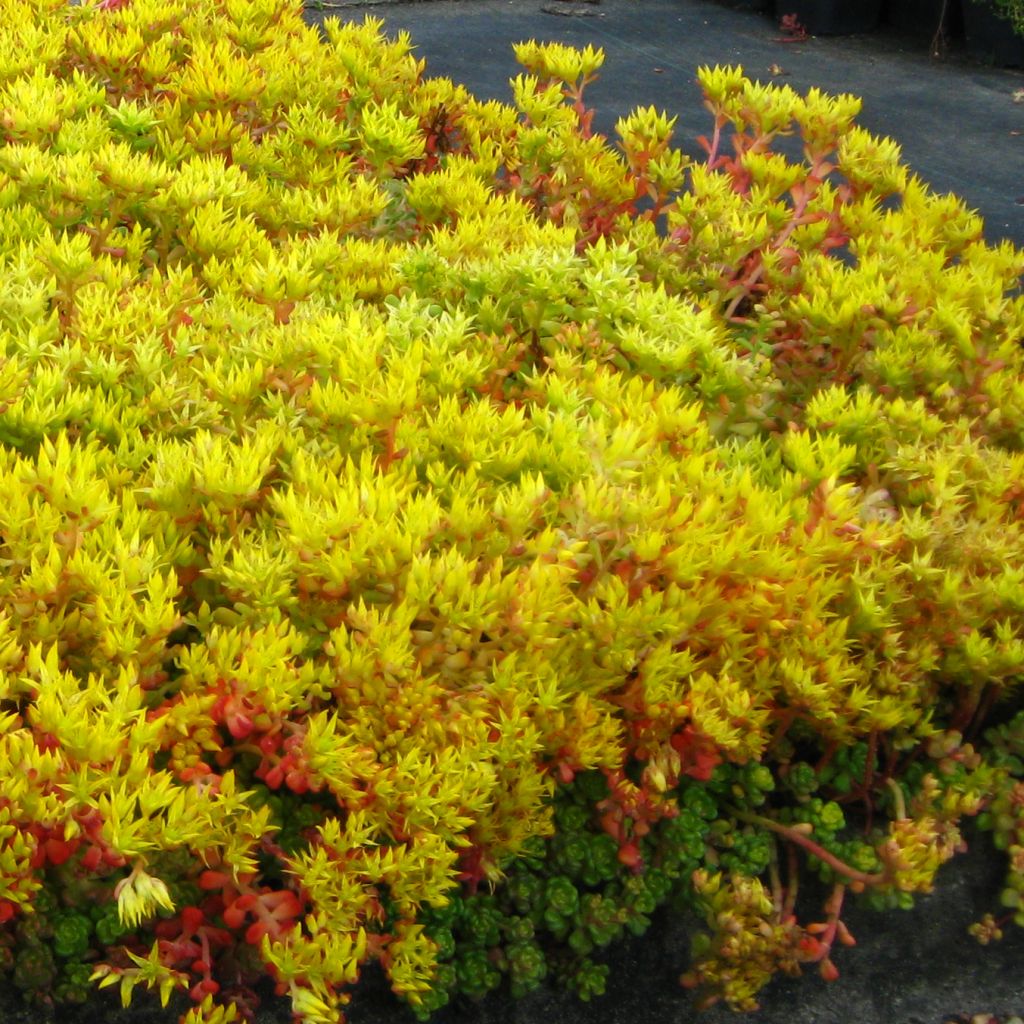 Sedum oreganum - Orpin de l'Orégon