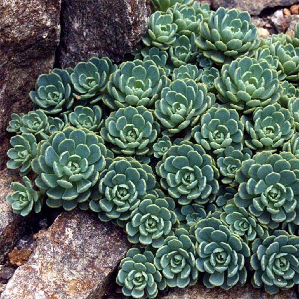 Sedum pachyclados - Orpin pachyclados