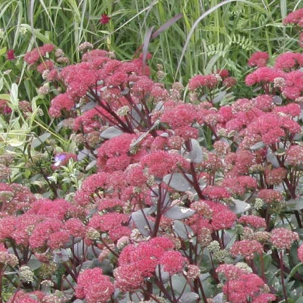 Sedum Red Cauli - Orpin