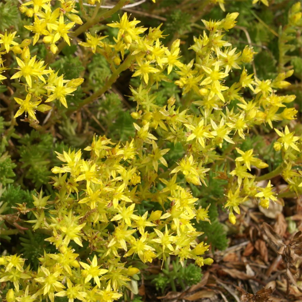 Sedum sexangulare - Orpin