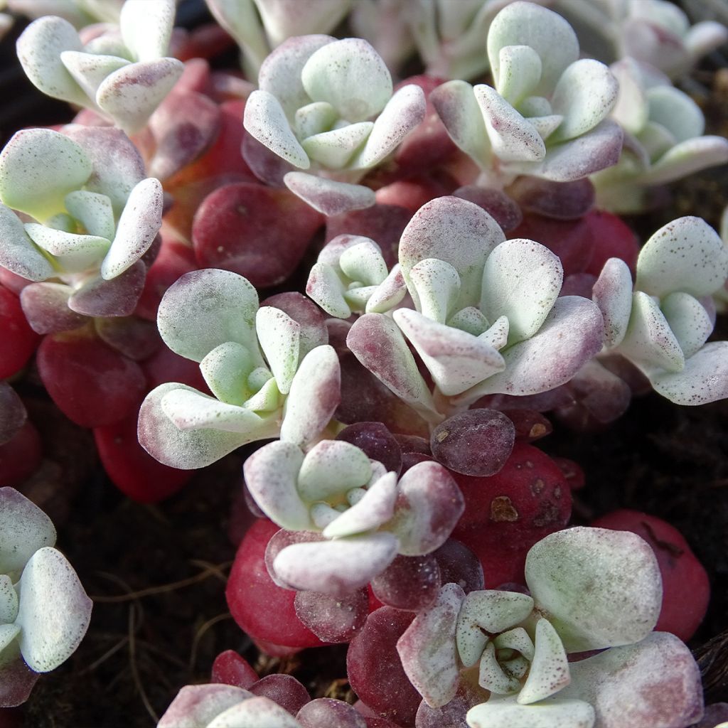 Sedum spathulifolium Purpureum - Orpin