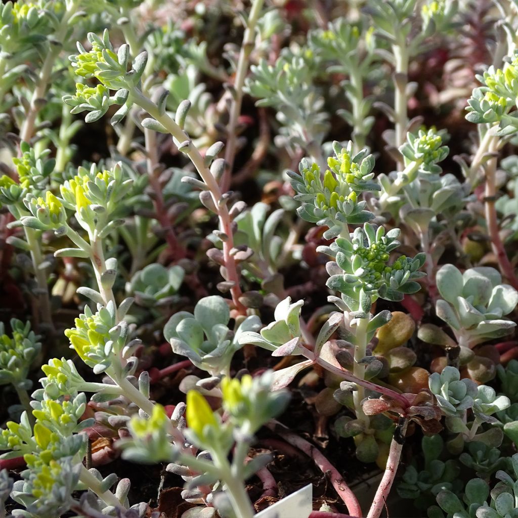 Sedum spathulifolium Purpureum - Orpin